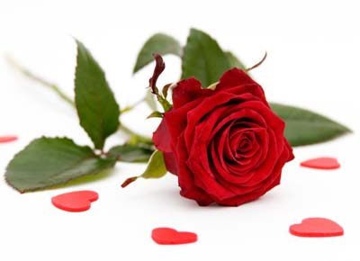 Single Red Rose2 L
